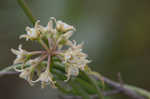 Gulf coast swallow-wort